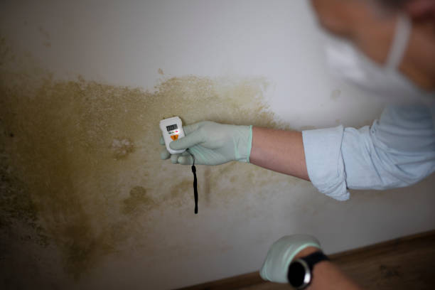 Big Bass Lake, PA Mold Removal Company