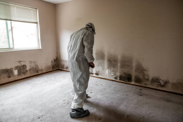 Certified Mold Removal in Big Bass Lake, PA
