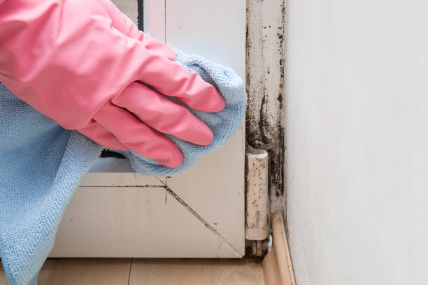 Best Fast Mold Removal  in Big Bass Lake, PA